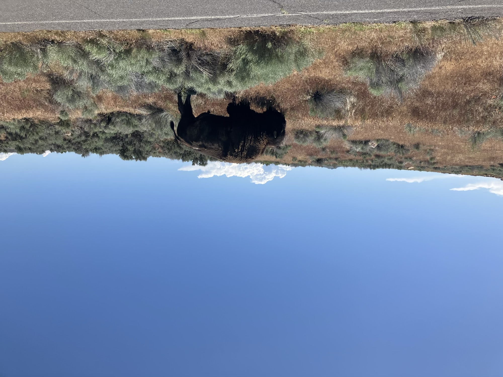 Antelope Island - Bison
