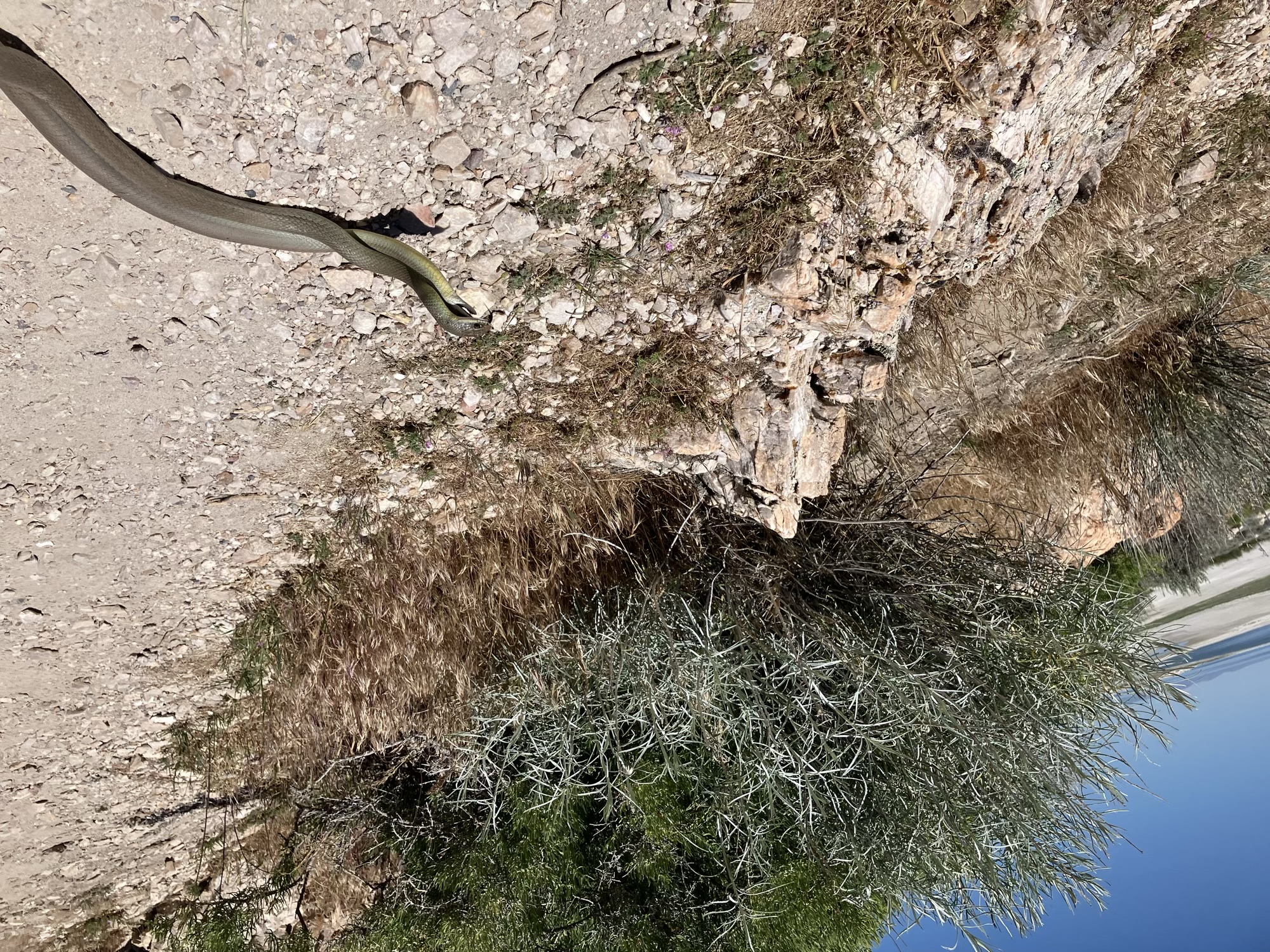 Antelope Island - Mating Snakes