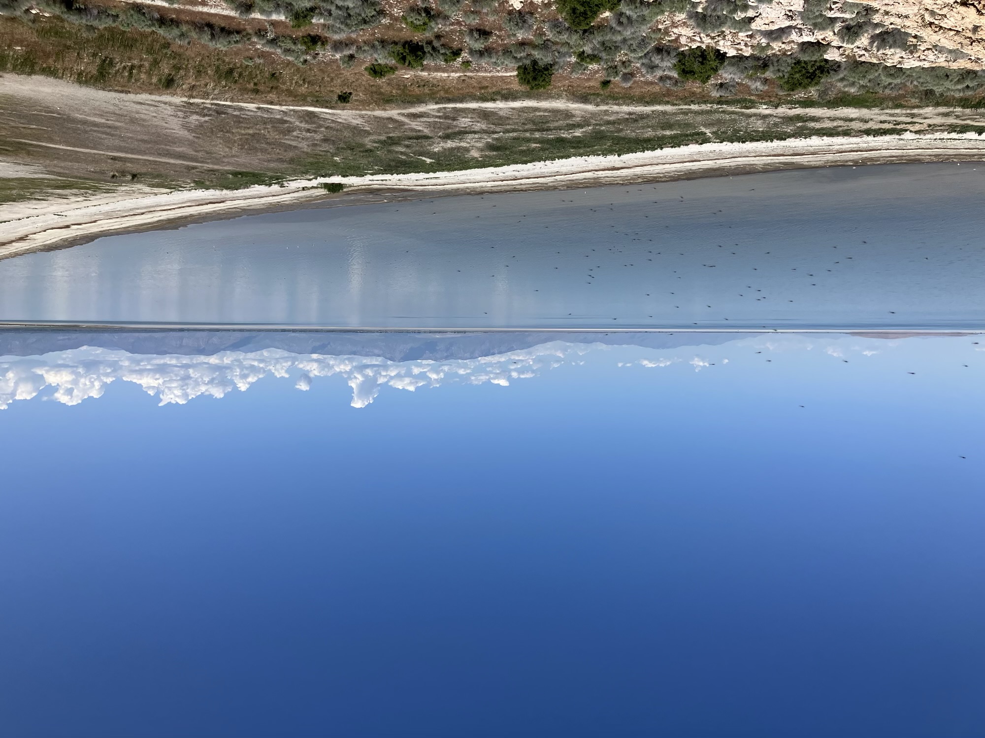 Antelope Island - Bugs in the shot
