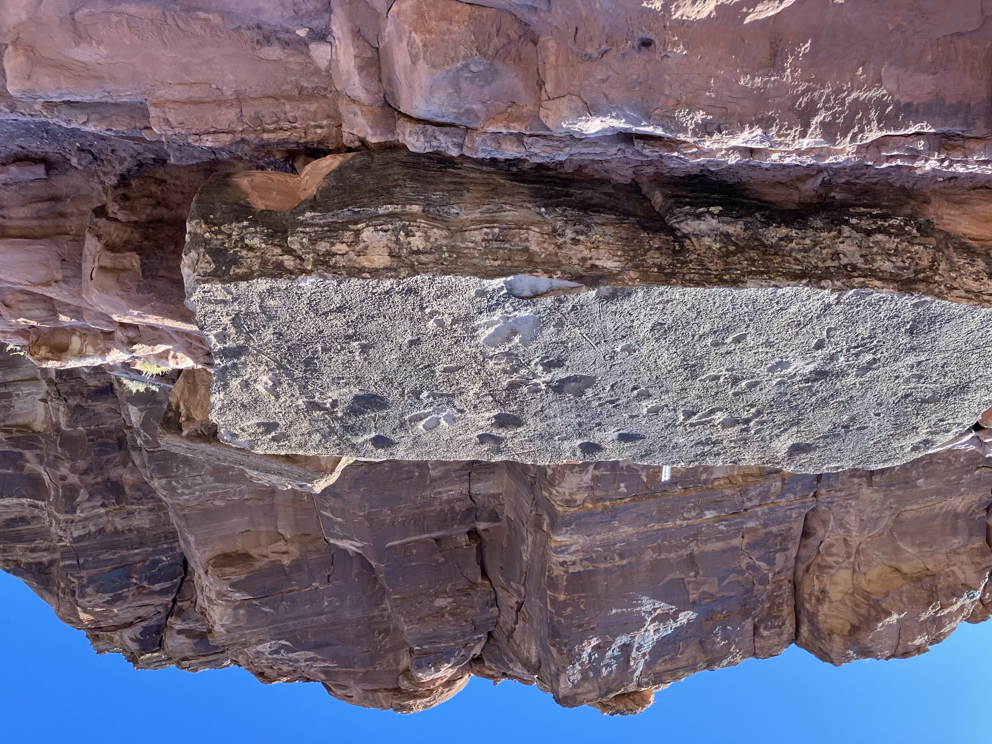 Dinosaur Tracks