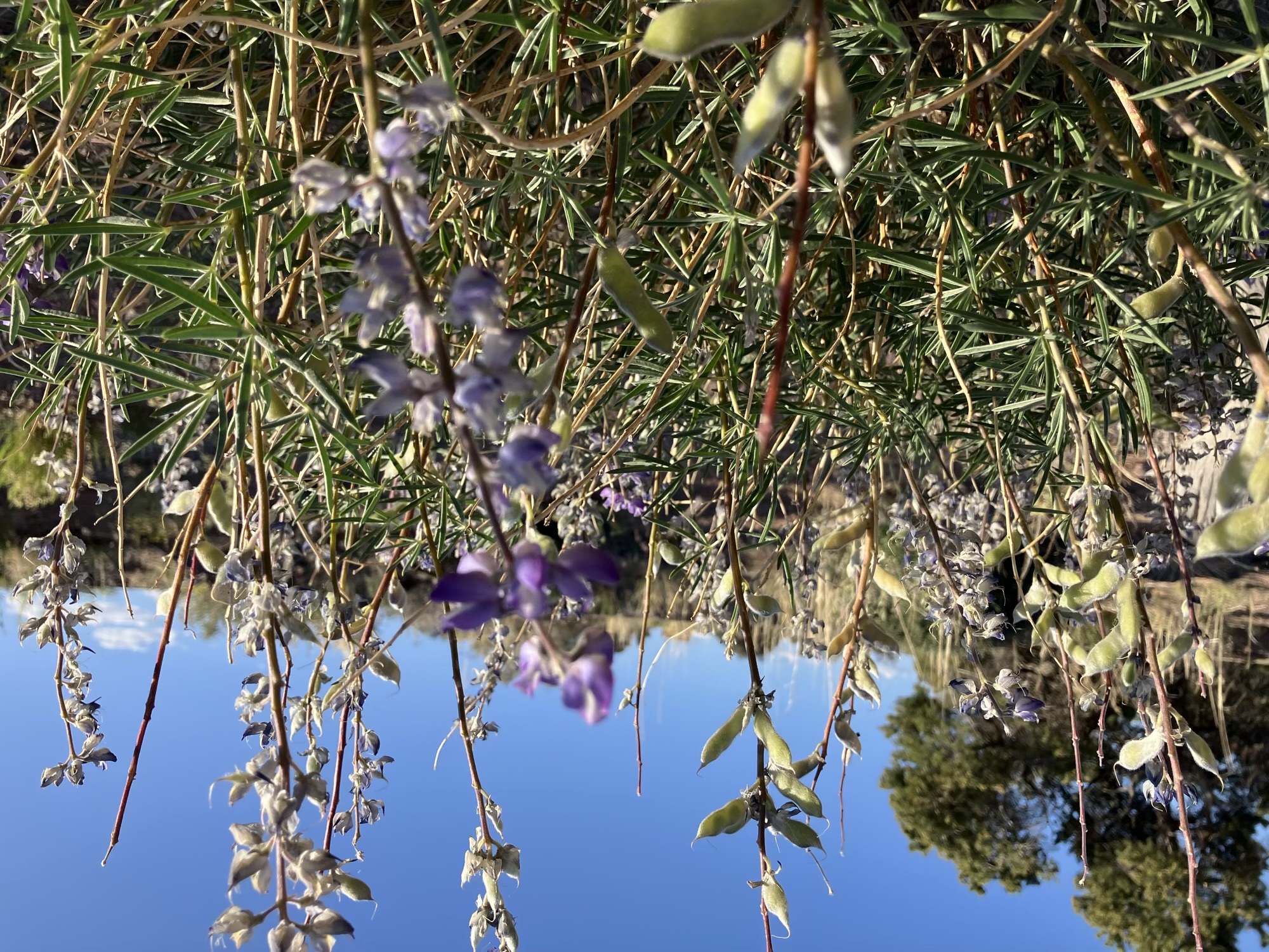 Utah Flowers